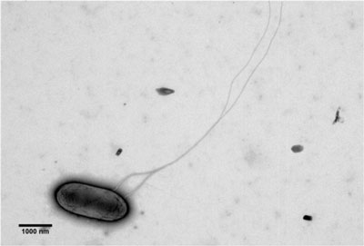 Transmission electron micrograph illustrating flagella of KN400 grown in an anode biofilm
