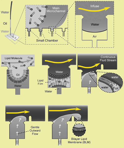 Microfluidic production line for uniform size vesicles with a single lipid bulayer