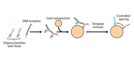 Combining reactive oligonucleotides with a DNA template allows controlled positioning of the nucleic acids on the surface of a gold nanoparticle.