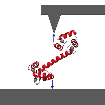 Getting a handle on signaling protein calmodulin via atomic-force spectroscopy
