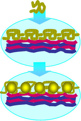 Diagram shows how gold nanoparticles form within a template created from a thin film of silk