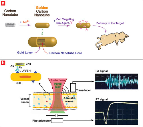 (a) Researches coated carbon nanotubes with gold and applied a cell-targeting bio-agent to deliver to the target. (b) They targeted endothelial LYVE-1 receptors with antibody golden nanotubes to produce photoacoustic and photothermal signals.