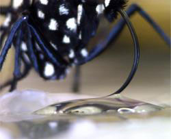 The Monarch butterfly uses its proboscis to sip water from inside the drop