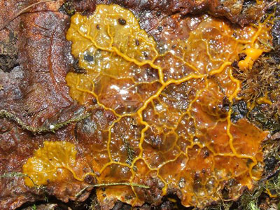 The slime mold Physarum polycephalum