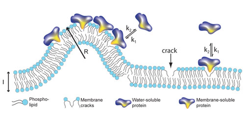 Signalling proteins like to bind to cracks in membranes. The more curved the membrane is, the more places for binding of proteins. This model relates for the first time the size of transport container with the amount of bound protein