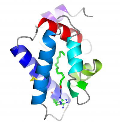 This cartoon structure of the silkworm moth GOBP2 bound to an analogue of its sex pheromone, shows binding to the arginine amino acid (blue and green ball and stick) at the entry to the binding pocket