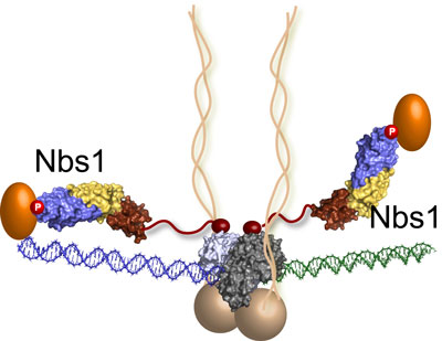 the MRN complex bridges a DNA double-strand break where the green and blue DNA sections meet