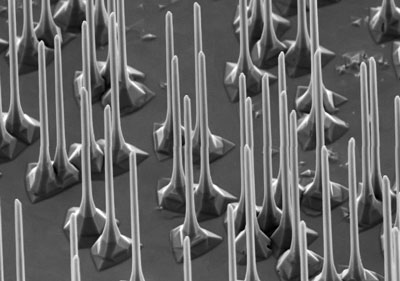 Scanning electron microscope of nanowires ready for device assembly using optical tweezers