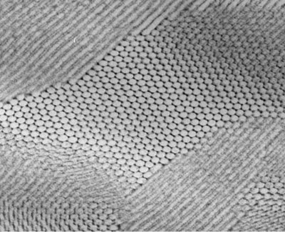 This electron micrograph shows a self-assembled composite in which nanoparticles of lead sulfide have arranged themselves in a hexagonal grid.