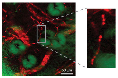 Stimulated emission image of the microvascular network in a mouse's ear