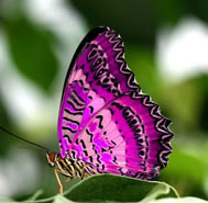 iridescent beauty of a butterfly