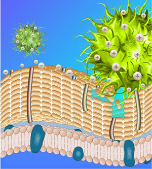 Schematic illustration showing how positively charged peptide nanoparticles (green) interact with and disrupt negatively charged bacterial walls