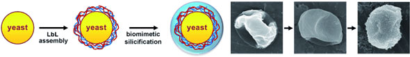 Coating individual living yeast cells with silicon dioxide