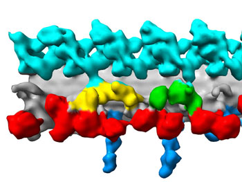 3D structure of a section of flagellum