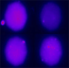 glow of hairpin-shaped DNA nanosensors