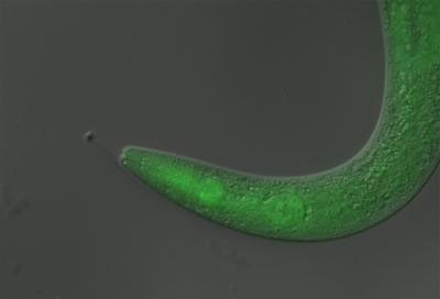 This tiny worm became temporarily paralyzed when scientists fed it a light-sensitive material, or photoswitch, and then exposed it to ultraviolet light