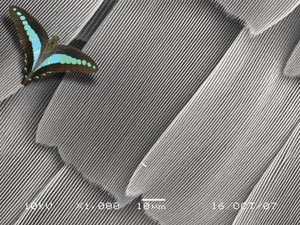 a butterfly wing has hair-like nanostructures