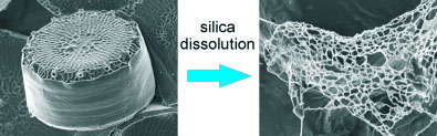 Networks of chitin filaments are integral components of diatom silica shells
