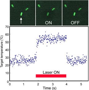 Serial microscopic images of GFP expressing E. coli (enhanced image) and its temperature variation induced by IR laser irradiation