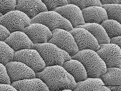 Scanning electron microscope view of plant cell nanoridges