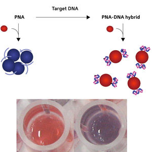 Schematic diagram showing the conversion of PNA to a PNA–DNA complex (top) and photographs (bottom) of gold nanoparticle solutions with the addition of a PNA–DNA complex (left) and PNA (right)