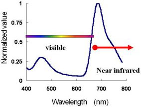 Emission spectrum of the near-infrared light-emitting protein and Cypridina luciferin in blood