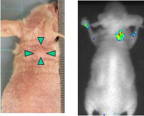 Appearance of the mouse with implanted liver cancer cells (left) and the real-time image of cancer cells expressing DLK-1 obtained using the near-infrared light-emitting probe