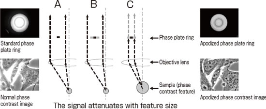 The principle of apodized phase contrast microscopy