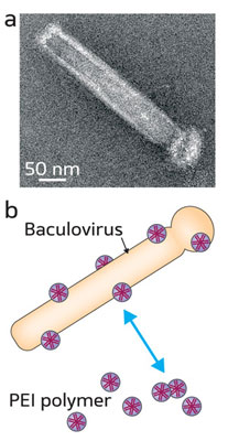 Electron micrograph showing the rod-shaped baculovirus. (b) Schematic illustration of the electrostatic coating of a baculoviral vector with positively charged polyethylenimine (PEI) polymers