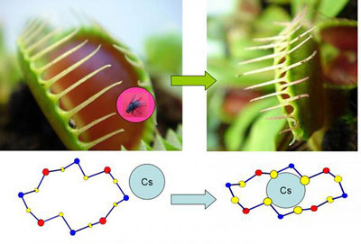 New material traps radioactive Cesium ions via 'Venus flytrap' mechanism