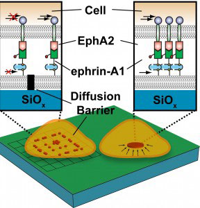 Metal lines patterned into a silica membrane beneath a cell act as a diffusion barrier, impeding the mobility of EphA2/ephrin-A1 signaling complexes so they accumulate along the boundaries of the barrier