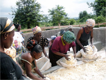 Women in Ghana work with cassava, which is cut, milled, pressed and dried