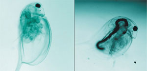The empty guts of starved daphnids fill up with water-soluble carbon nanotubes