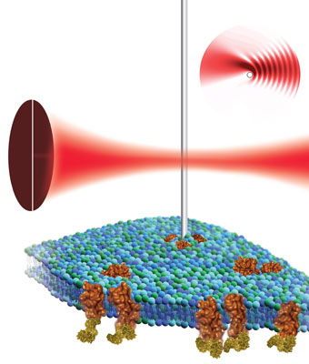 By placing a nanowire cantilever in the focus of a laser beam and detecting the resulting light pattern, scientists at the Molecular Foundry believe atomic force microscopy can be used to non-destructively image the surface of a biological cell