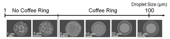 Coffee ring formation at decreasing droplet size. When using 100 nanometer-sized particles, the smallest coffee ring is about 10 micrometers in diameter, which is about one-tenth the diameter of a human hair.