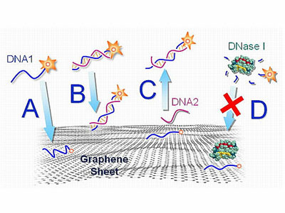An illustration of how fluorescent-tagged DNA interacts with functionalized graphene