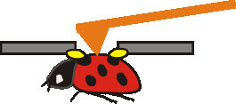 Rendering of a ladybug being recorded by the atomic force microscope (AFM) probe