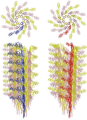 Transition between the L-type (left) and R-type flagellar filaments (right)