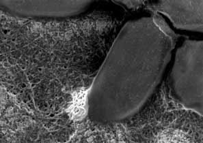 Nanotubes interact with E. Coli Bacteria