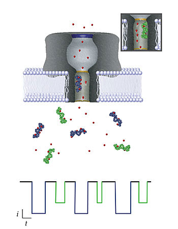 Each molecule passing through the nanopore can be identified by monitoring the change it causes in an ionic current flowing across the membrane