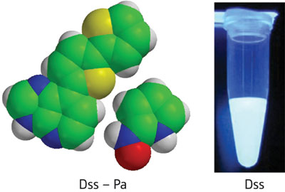 New, unnatural base pairs called Dss–Pa (left) can be specifically incorporated into DNA and RNA molecules while retaining bright fluorescent emissions (right)