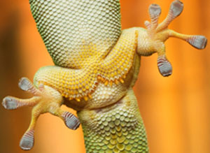 Geckos can move on virtually all surfaces, vertical and horizontal, due to their foot pads