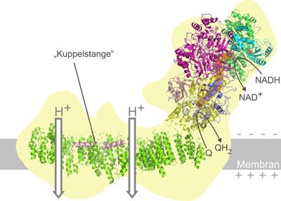 The structural model of mitochondrial complex I provides new insights in energy conversion at nanoscale