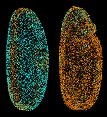 The Fly Digital Embryo at different developmental stages
