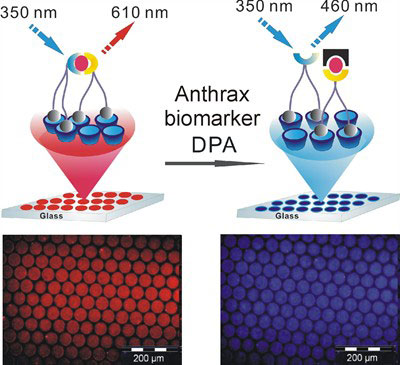 A novel surface-assisted fluorescent sensing system is developed for the ratiometric detection of the anthrax biomarker dipicolinic acid on a molecular printboard