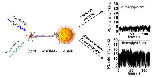 Photoluminescence enhancement is demonstrated at the single molecule level for two-particle systems composed of a quantum dot (Qdot) and gold nanoparticle (AuNP) linked by double stranded DNA (dsDNA) when optically excited with wavelengths within the surface plasmon resonance range of the gold nanoparticle