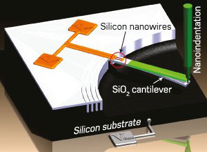 Schematic diagram of piezoresistive silicon nanowires embedded into the base of a large cantilever
