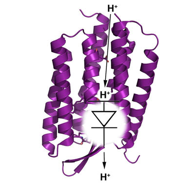 The proton diode in the light-driven proton pump bacteriorhodopsin