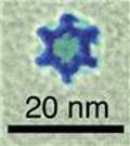 Star-shaped nanocages
