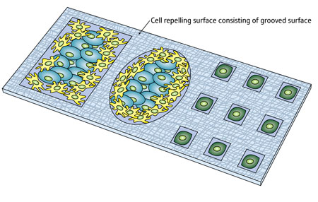  Cells can be corralled on a chip in different ways by etching grooves into its surface